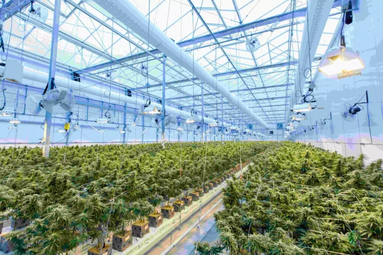 Union Chill Cannabis Cultivation Featured Image