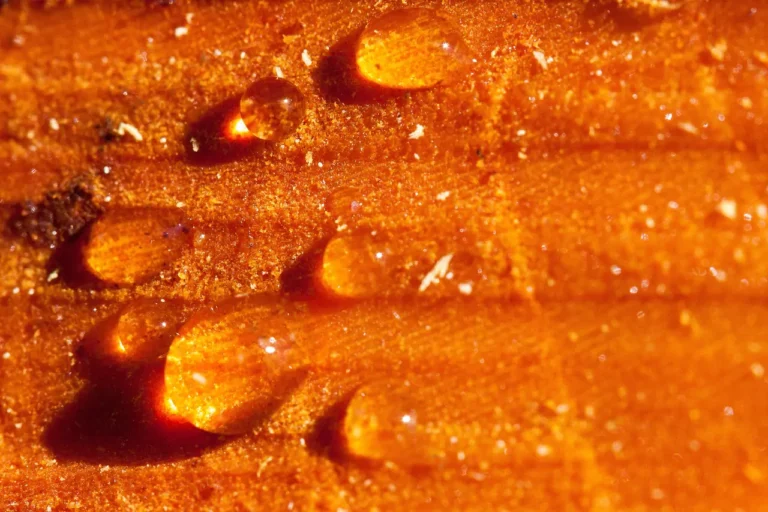 Union Chill Live Resin Cannabis Featured Image