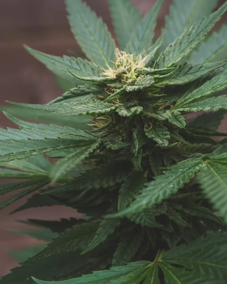 Union Chill Terpenes 101 Featured Image
