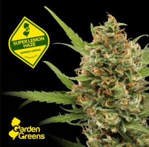 find sativa dominant strains at union chill lambertville dispensary