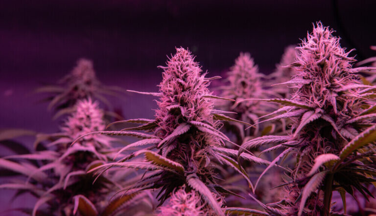 sherb cream pie strain and j1 strain at union chill new jersey dispensary