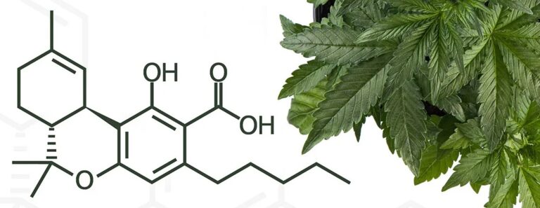 what's the difference between thca and delta 9